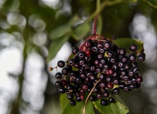 Jak zrobić sok z czarnego bzu Jak zrobić sok z czarnego bzu