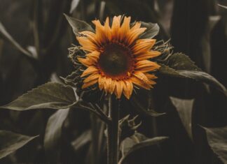 Jak uprażyć słonecznik?