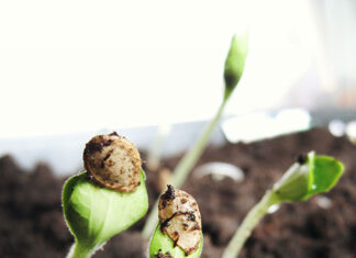 Kupujemy nasiona – co musimy wiedzieć? rosnące nasiona