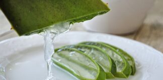 Aloes ma wiele właściwości