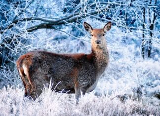 Jak jeździć w zimie z tylnym napędem? Jak jeździć w zimie z tylnym napędem?