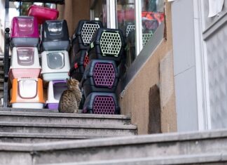 Czym jeździł transporter? Czym jeździł transporter?