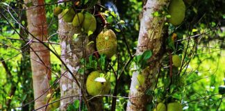 Ile aut zabiera Lora?