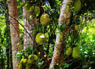 Ile aut zabiera Lora? Ile aut zabiera Lora?