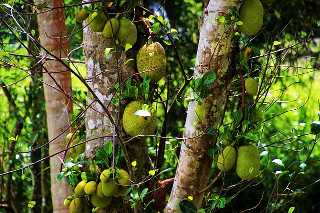 Ile aut zabiera Lora? Ile aut zabiera Lora?