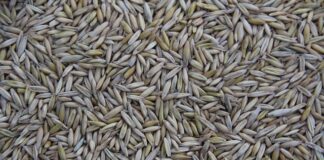 Gdzie jest produkowany ID Buzz?