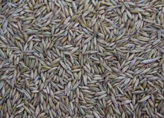 Gdzie jest produkowany ID Buzz? Gdzie jest produkowany ID Buzz?