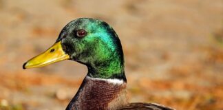 Czy można dołożyć siedzenia do busa?