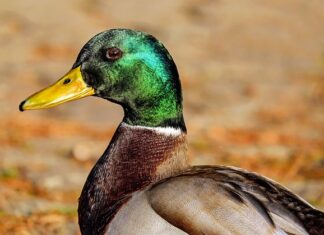 Czy można dołożyć siedzenia do busa? Czy można dołożyć siedzenia do busa?