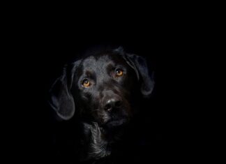 Czy hybryda bierze olej?