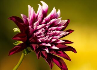 Co to jest XL w oponach?