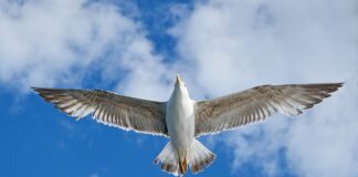 Który lepszy VW T5 czy Mercedes Vito?