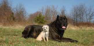 Ile dostanę za Corse B na złomie?