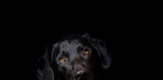 Jak działa hybryda Renault?