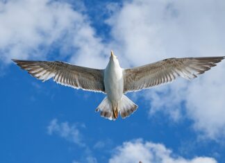 Ile waży VW Caravelle? Ile waży VW Caravelle?