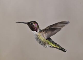 Jak pozbyć się buczenia w głośnikach? Jak pozbyć się buczenia w głośnikach?