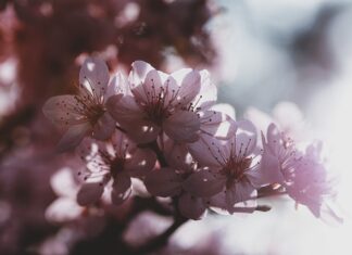 Gdzie produkują Dodge Journey?