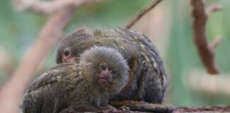 Jaka jest najmniejsza Kia?