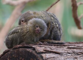 Jaka jest najmniejsza Kia? Jaka jest najmniejsza Kia?