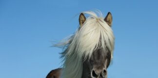 Ile koni ma Toyota Camry?