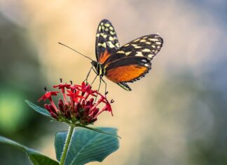 Gdzie najlepiej zamontować antenę CB? Gdzie najlepiej zamontować antenę CB?