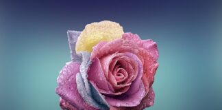 Czym się różni Kia Ceed od Kia Pro Ceed?