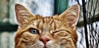 Jak obliczyć oczka na skarpety?