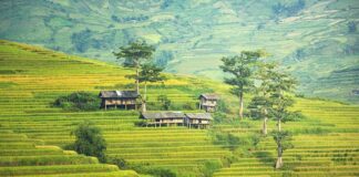 Jak długo można żyć po przeszczepie nerki?