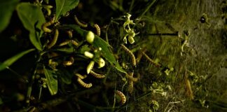 Ile kosztuje zabieg usunięcia nerki?