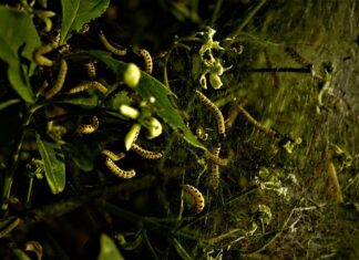 Ile kosztuje zabieg usunięcia nerki? Ile kosztuje zabieg usunięcia nerki?