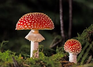 Jak pozbyć się grzyba z butów? Jak pozbyć się grzyba z butów?