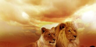 Jak nosić duże spinki?