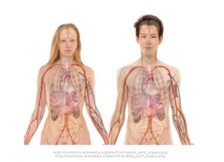 Czy noszenie nerki jest modne? Czy noszenie nerki jest modne?