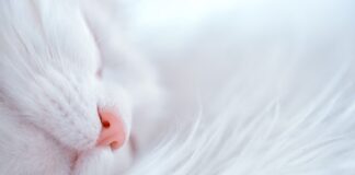 Czy skarpety z angory są ciepłe?