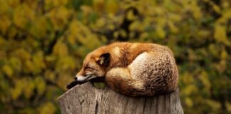 Czy spanie w rozpuszczonych włosach je niszczy?