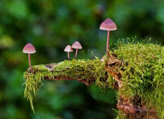 Gdzie wyrzucić gąbki do kąpieli? Gdzie wyrzucić gąbki do kąpieli?