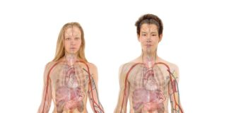 Ile dostaje się za oddanie nerki?