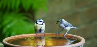 Jak się mówi do księdza na powitanie?