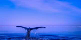 Z czego zrobić ogon lisa?