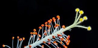 Czy Mleczko Cif wybiela?