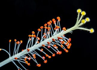 Czy Mleczko Cif wybiela? Czy Mleczko Cif wybiela?