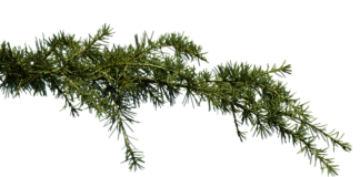 Dlaczego ciągle mam zatkany nos?