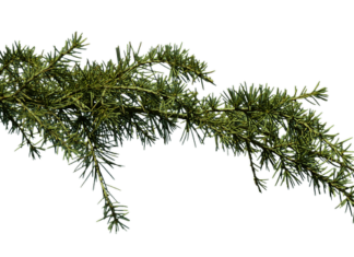 Dlaczego ciągle mam zatkany nos? Dlaczego ciągle mam zatkany nos?