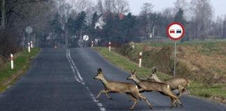 Jak działa odstraszacz hukowy i kiedy warto go stosować?