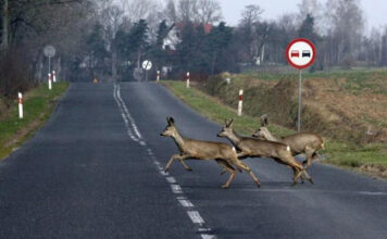 Jak działa odstraszacz hukowy i kiedy warto go stosować?
